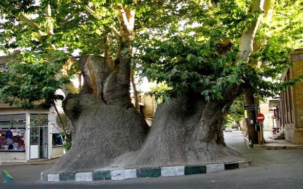 چنار های دو هزارساله محلات چنار های دو هزارساله محلات