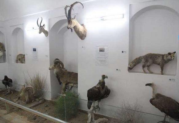 موزه پرندگان بیرجند