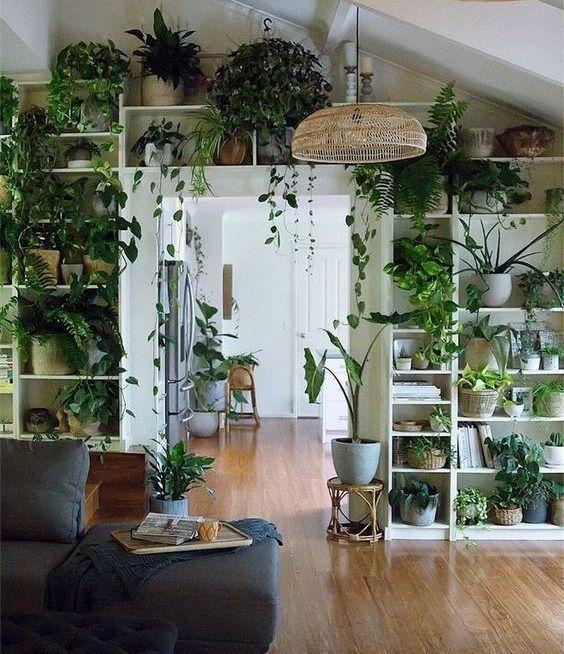 انواع گیاهان آپارتمانی