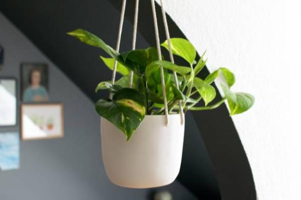 رطوبت مناسب برای پتوس رطوبت مناسب برای پتوس