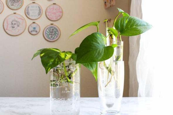 مراقبتهای مهمی که درباره گیاه پتوس و قلمه آن نمیدانید نگهداری گیاه پتوس در آب