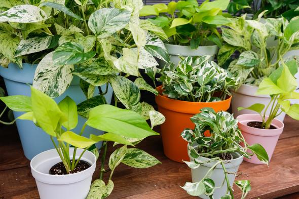 مراقبتهای مهمی که درباره گیاه پتوس و قلمه آن نمیدانید سمی بودن گیاه پتوس