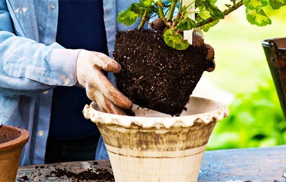 تعویض گلدان گیاه پتوس  تعویض گلدان گیاه پتوس