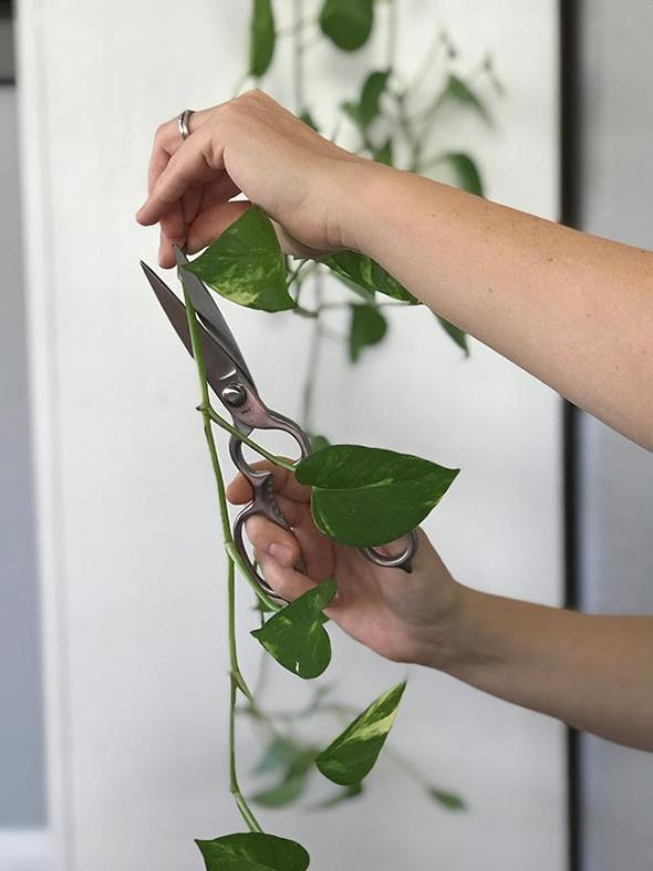 هرس کردن گیاه پتوس  هرس کردن گیاه پتوس