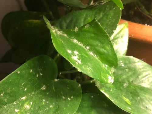 مراقبتهای مهمی که درباره گیاه پتوس و قلمه آن نمیدانید آفت و مشکلات گیاه آپارتمانی پتوس