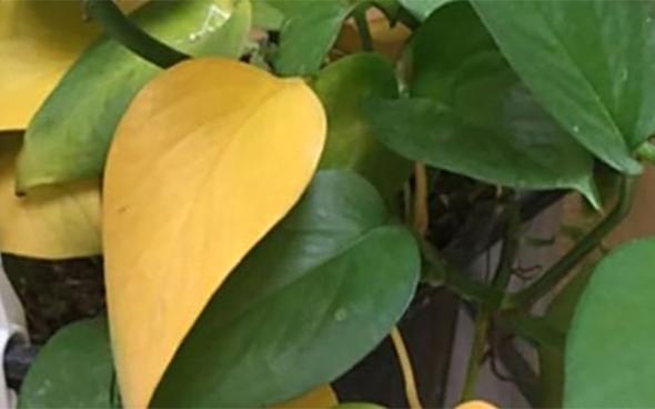 مراقبتهای مهمی که درباره گیاه پتوس و قلمه آن نمیدانید علت زرد شدن گیاه پتوس