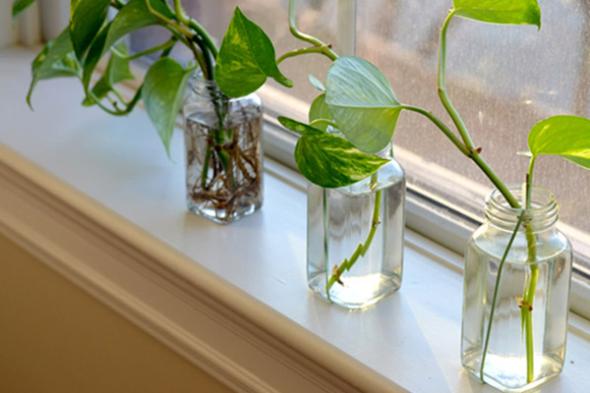 نحوه قلمه زدن گیاه پتوس نحوه قلمه زدن گیاه پتوس