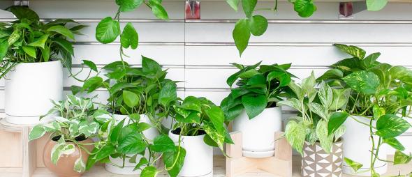 نور مناسب برای گیاه پتوس  نور مناسب برای گیاه پتوس