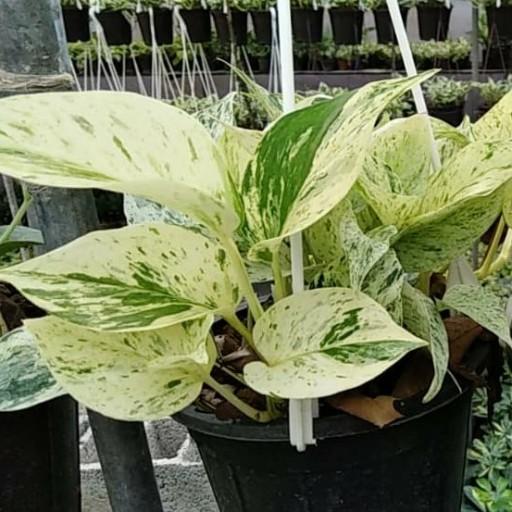 مراقبت از پتوس مرمر یا ملکه مرمر مراقبت از پتوس مرمر یا ملکه مرمر