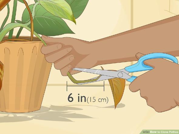 مراقبتهای مهمی که درباره گیاه پتوس و قلمه آن نمیدانید نحوه قلمه زدن گیاه پتوس