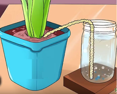 نحوه آبیاری گیاه پتوس نحوه آبیاری گیاه پتوس