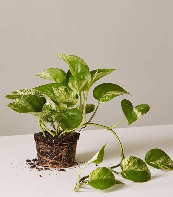 نحوه کود دهی گیاه پتوس  نحوه کود دهی گیاه پتوس