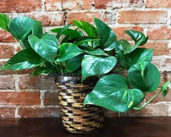 نگهداری از پوتوس سبز یا جید نگهداری از پوتوس سبز یا جید