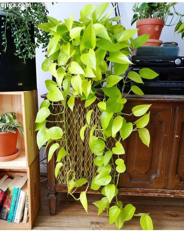 نگهداری از پتوس نئون نگهداری از پتوس نئون