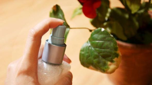 با این روشها برگ گیاهان آپارتمانی را برق بیندازید با این روشها برگ گیاهان آپارتمانی را برق بیندازید