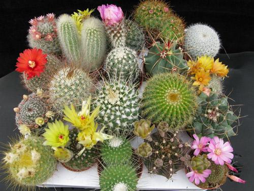 مجموعه گل های کاکتوس زیبا مجموعه گل های کاکتوس زیبا