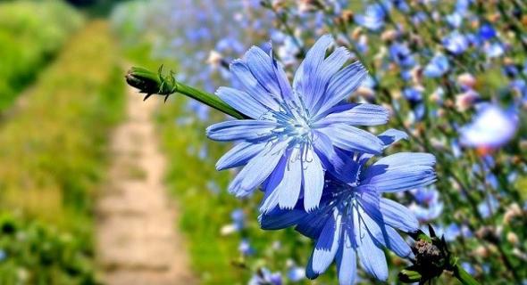 کاسنی برای چی خوبه کاسنی برای چی خوبه