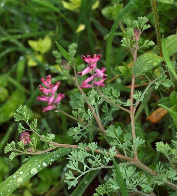 خواص شاتره برای پوست خواص شاتره برای پوست