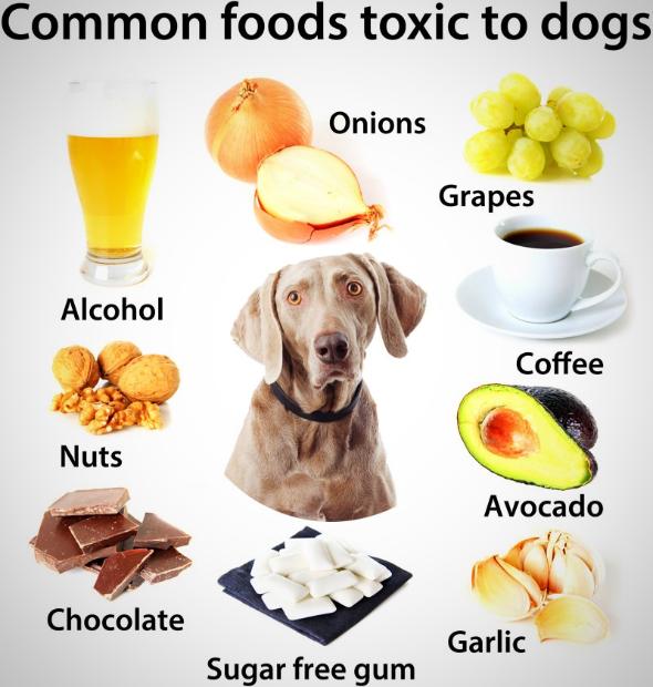 غذای ممنوعه سگ