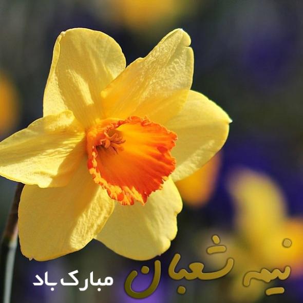عکس تبریک نیمه شعبان عکس تبریک نیمه شعبان