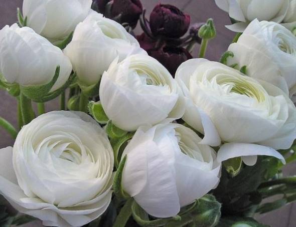 گل رانونکلوس برای هدیه روز ولنتاین
