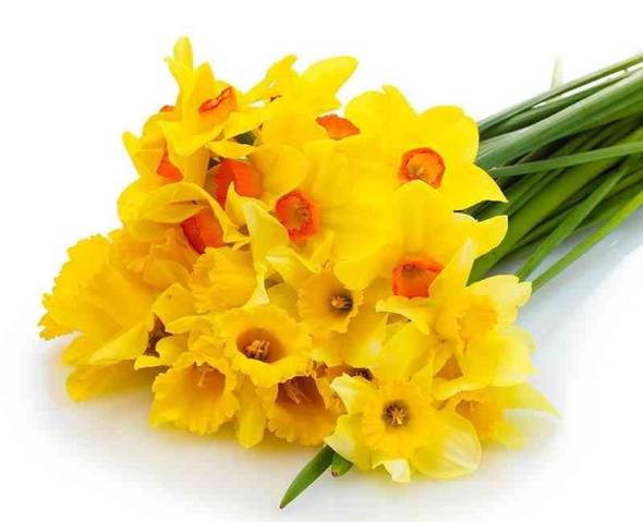 گل زیبای نرگس زرد برای روز ولنتاین