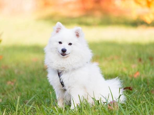 سگ نژاد آشپیتز سفید