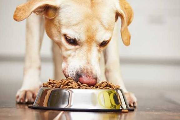 انواع مواد غذایی سگ