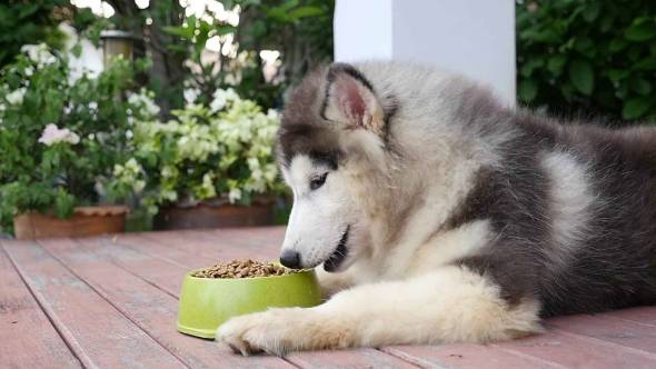 غذای سگ چه تنوعی دارد؟
