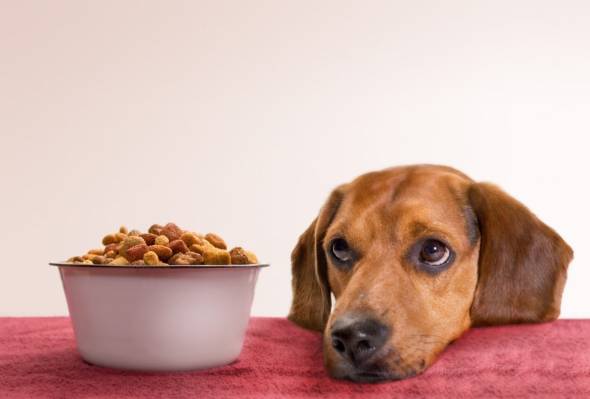 مدل های زیبای ظرف غذای سگ