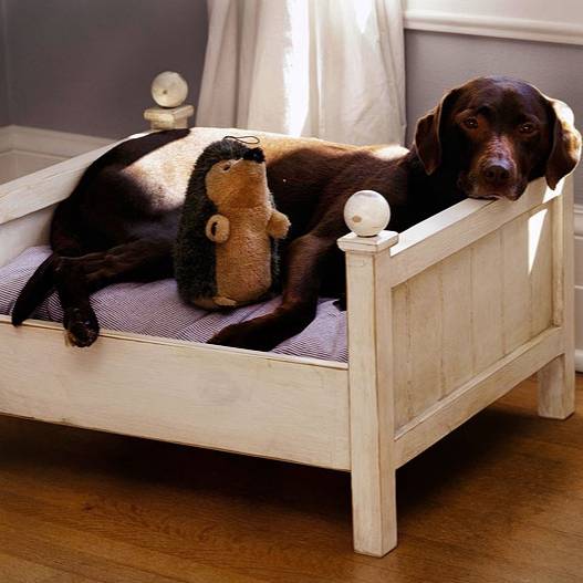 يك تخت خواب سگ خوب براي سگت بخر