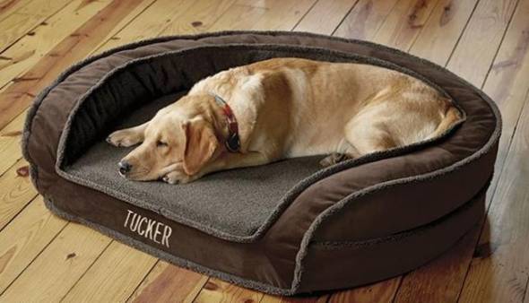 انتخاب تخت خواب مناسب برای سگ