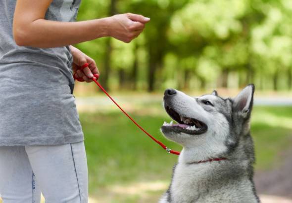 قلاده خاردار برای تربیت سگ