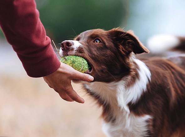 استفاده از توپ برای تربیت سگ