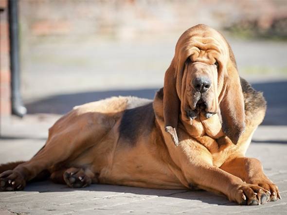 سگ بلادهوند (Bloodhound)