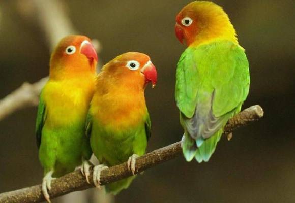 عکس های زیبا از طوطی برزیلی 