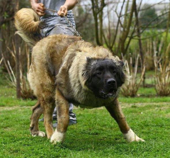 سگ سرابی بزرگ