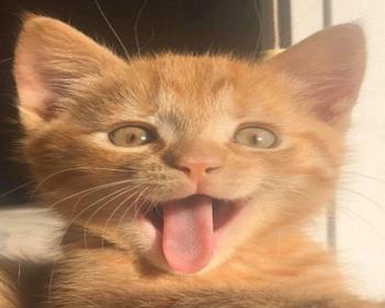 اسم برای گربه