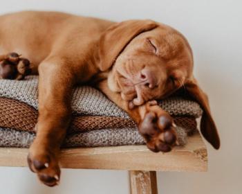 تعبیر سگ در خواب