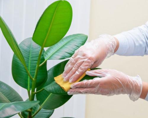 با این روشها برگ گیاهان آپارتمانی را برق بیندازید تمیز کردن برگ گیاهان آپارتمانی