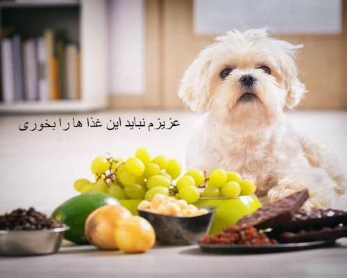 لیست غذاهای ممنوعه برای تمامی سگ ها