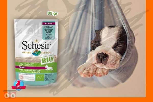 جشنواره پرشین پت جشنواره پرشین پت