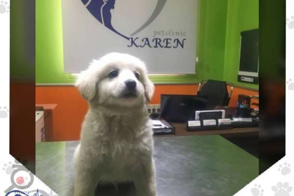 تخفیف تابستانی کلینیک دامپزشکی کارن