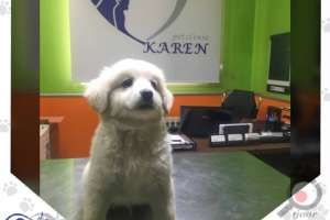 تخفیف تابستانی کلینیک دامپزشکی کارن تخفیف تابستانی کلینیک دامپزشکی کارن