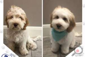 تخفیف تابستانی کلینیک دامپزشکی کارن تخفیف تابستانی کلینیک دامپزشکی کارن