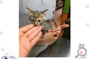 تخفیف تابستانی کلینیک دامپزشکی کارن تخفیف تابستانی کلینیک دامپزشکی کارن