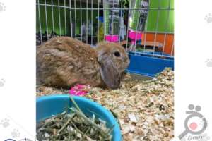 تخفیف تابستانی کلینیک دامپزشکی کارن تخفیف تابستانی کلینیک دامپزشکی کارن