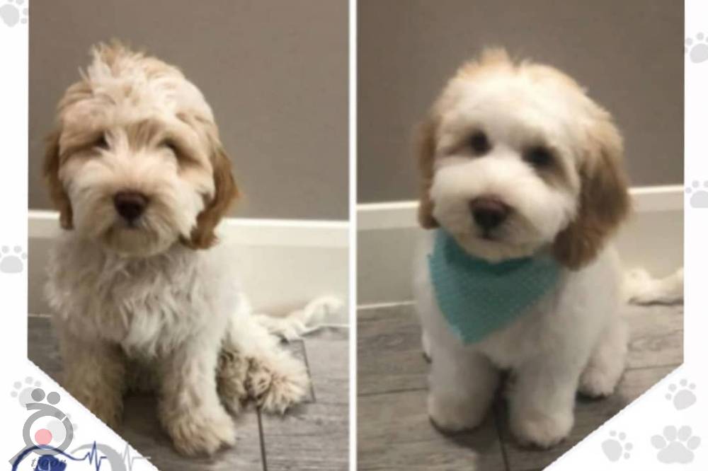 تخفیف تابستانی کلینیک دامپزشکی کارن تخفیف تابستانی کلینیک دامپزشکی کارن