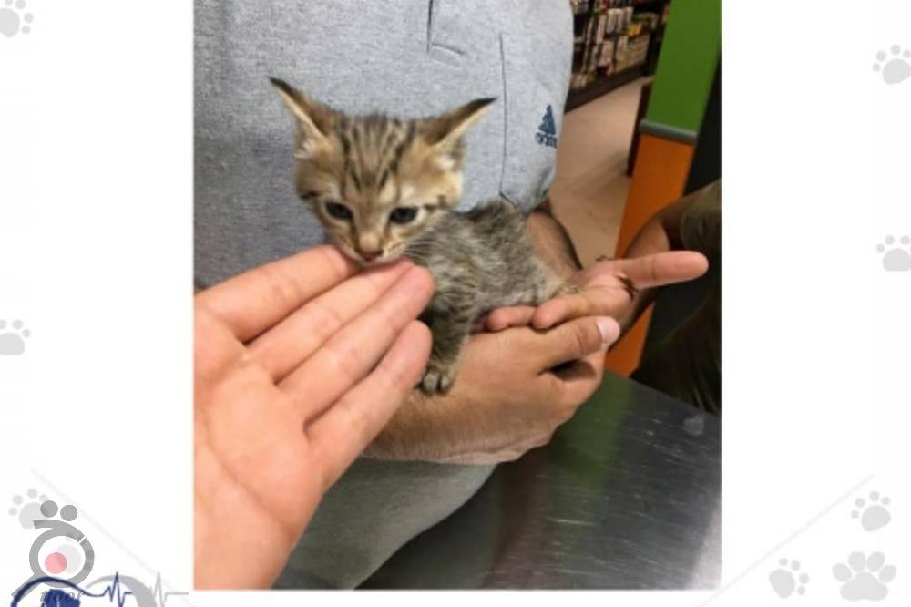 تخفیف تابستانی کلینیک دامپزشکی کارن تخفیف تابستانی کلینیک دامپزشکی کارن