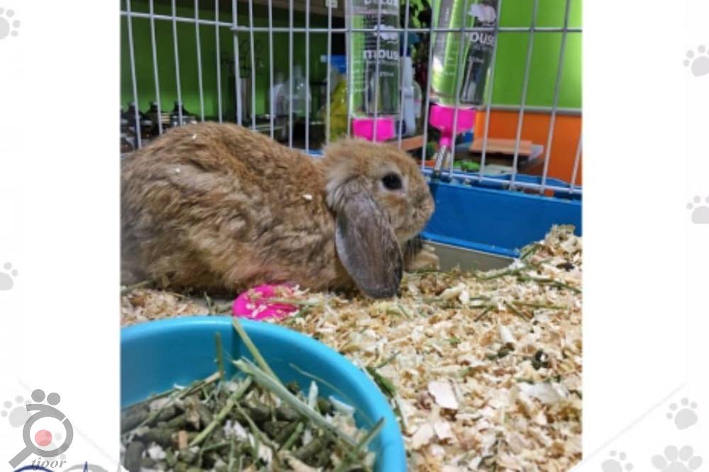 تخفیف تابستانی کلینیک دامپزشکی کارن تخفیف تابستانی کلینیک دامپزشکی کارن